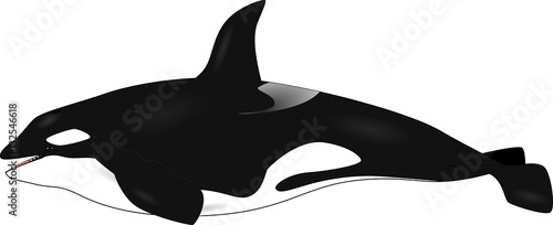 orca - vector illustration of a killer whale