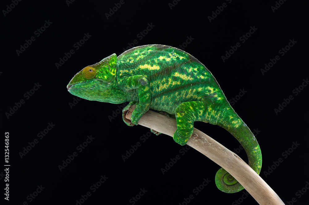 Fototapeta premium chameleon black background