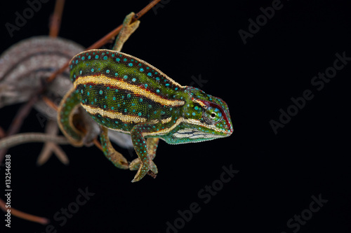 chameleon black background