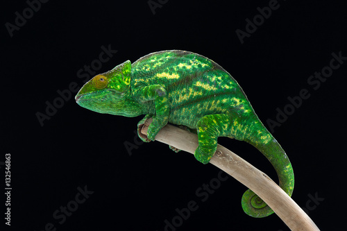 chameleon black background