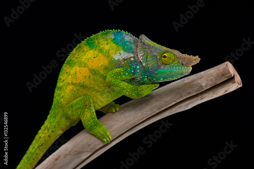 chameleon black background © Dmitry