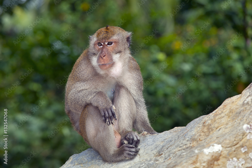 Crab-eating Macaque Macaca fasdicularis on beach Southern Thailand