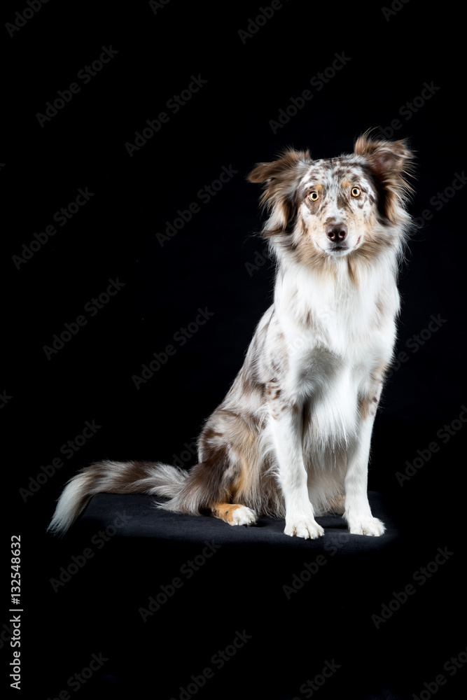 Obraz premium Australian Shepherd dog in black background