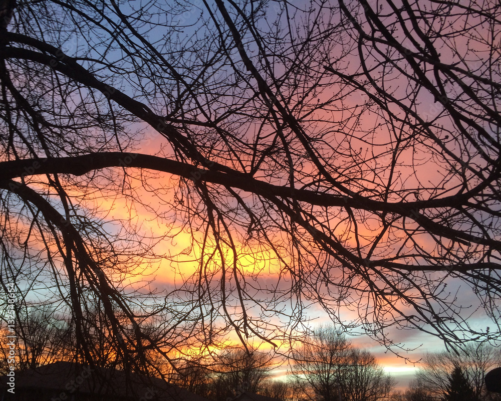 Sunset through limbs Sunset through limbs