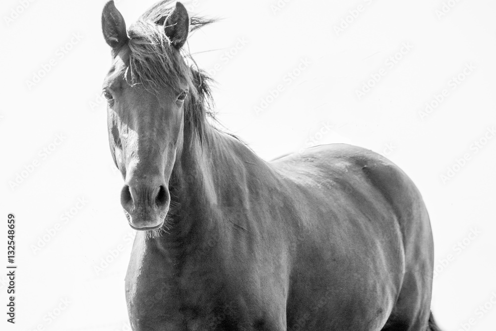 Obraz premium Horse of power