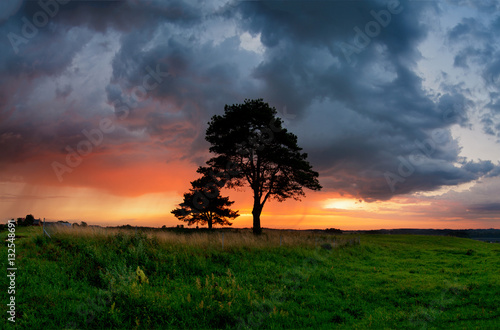 Silhouette tree and meadow with sunset. Poland