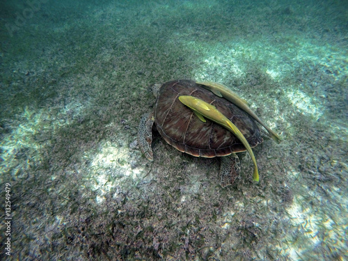 Mexican Sea Turtle underwater swimming Acumal bay 5 photo