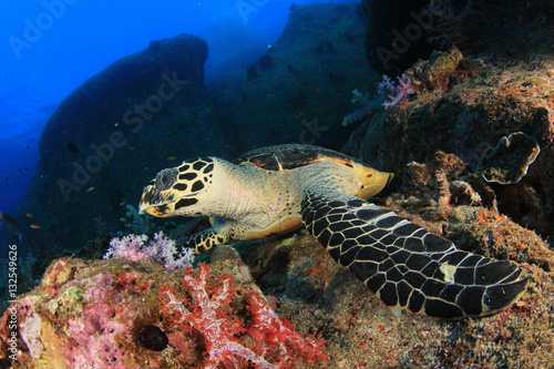 Hawksbill Sea Turtle eating coral