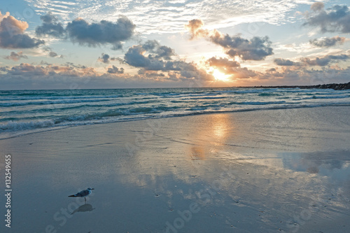 Seagull on Miami Beach Morning Amazing Light