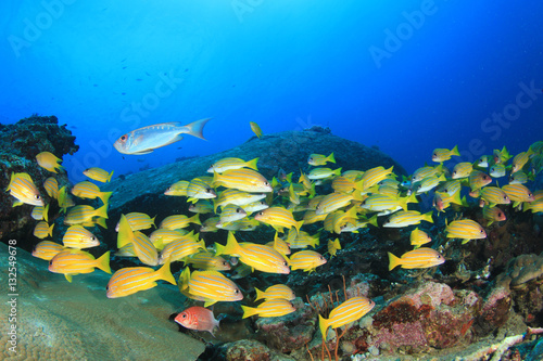 Underwater ocean coral reef and fish