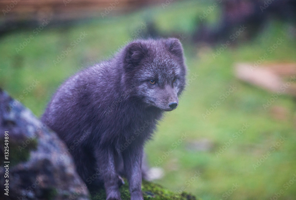 Little Arctic Fox Between Seasons