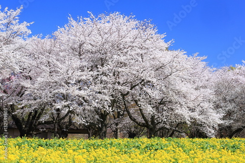 昭和記念公園　桜の園 photo