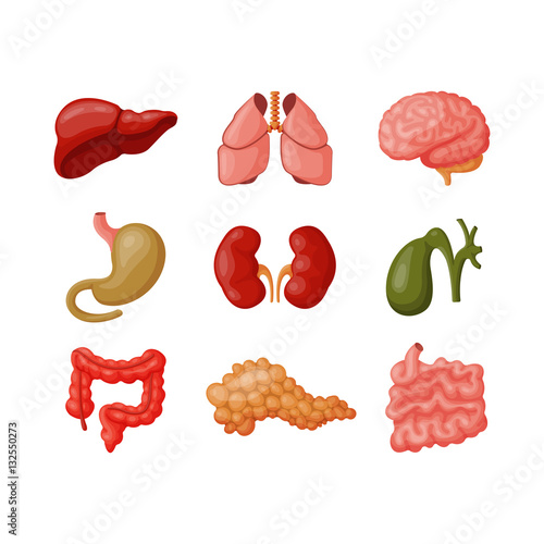 Internal organs vector illustration.