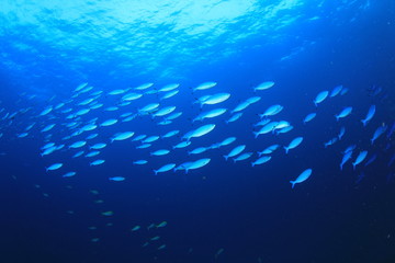 Fototapete Unterwasser Sardinenschwarm im tiefblauen Ozean  © Richard Carey