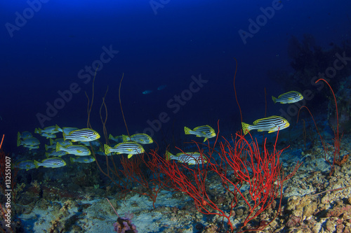 Fototapeta Naklejka Na Ścianę i Meble -  Underwater ocean coral reef and fish