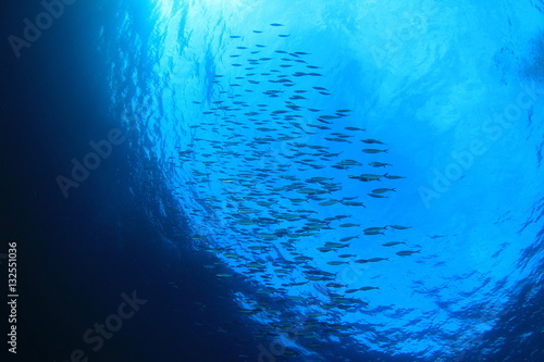 Sardines fish shoal underwater