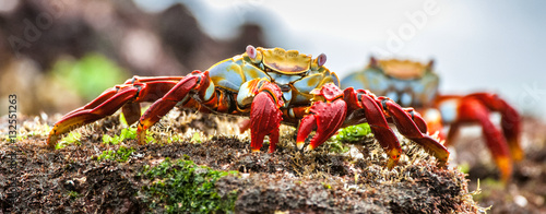 Red Sally Lightfoot crabs on a lava rock. The scientific name of these crabs is Grapsus Grapsus and the common name is Sally Lightfoot Crabs or also known as Red Rock Crabs.