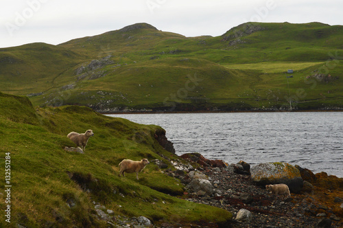 Sheep in Mavis Grind on Shetland Islands