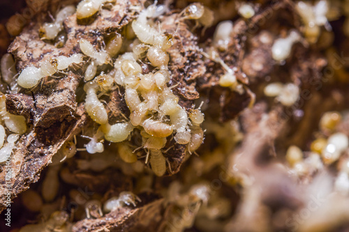 Close up termites or white ants destroyed