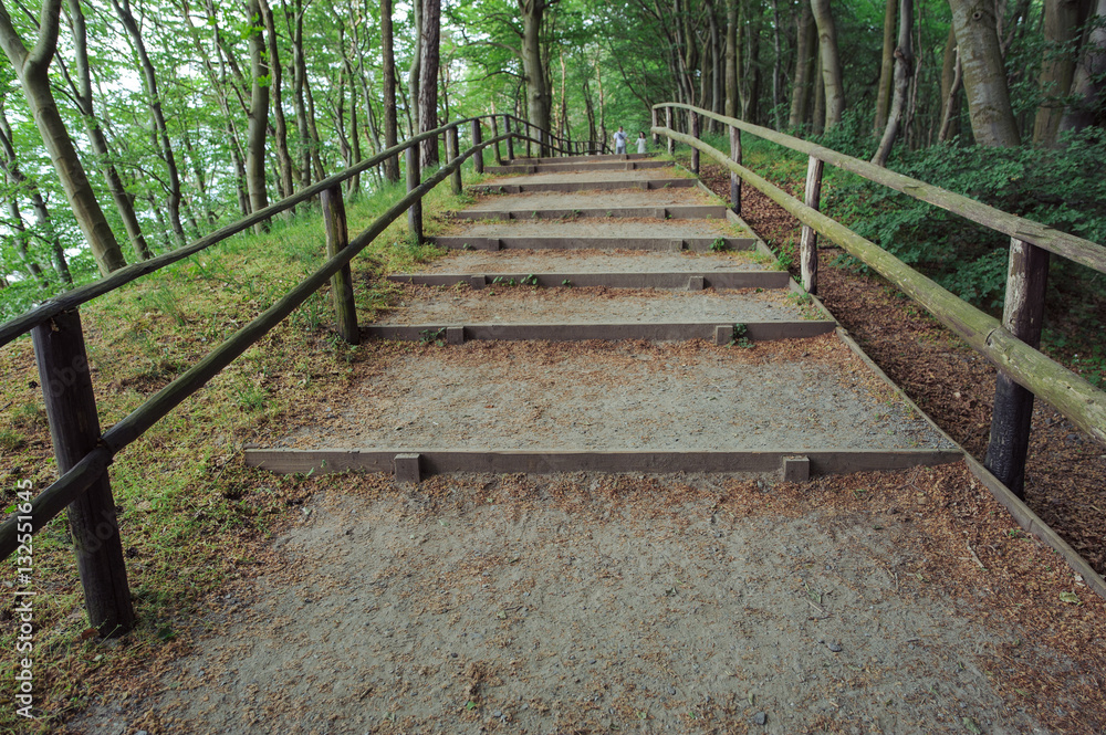 path in forest