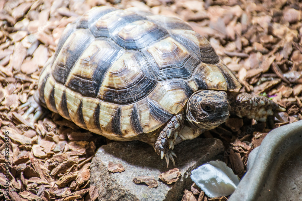 Turtle Testudo Marginata european landturtle eat 7 Turtle Testudo Marginata european landturtle eat 7