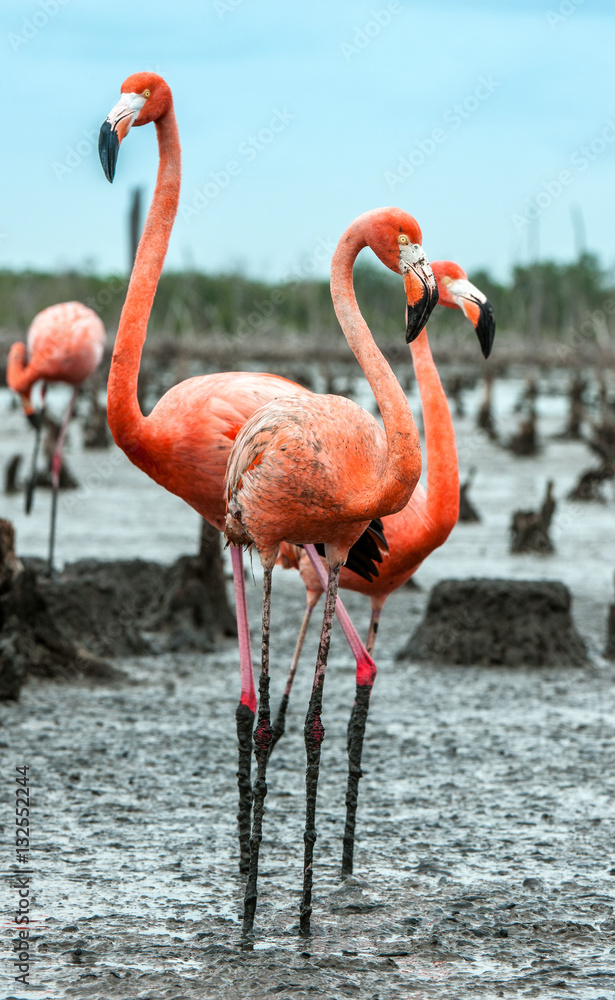 Obraz premium American Flamingos or Caribbean flamingos ( Phoenicopterus ruber ruber). . Rio Maximo, Camaguey, Cuba.