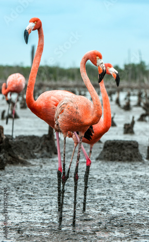 American Flamingos or Caribbean flamingos ( Phoenicopterus ruber ruber). . Rio Maximo, Camaguey, Cuba.