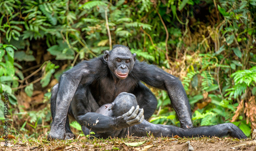 Canvas Print Bonobos mating