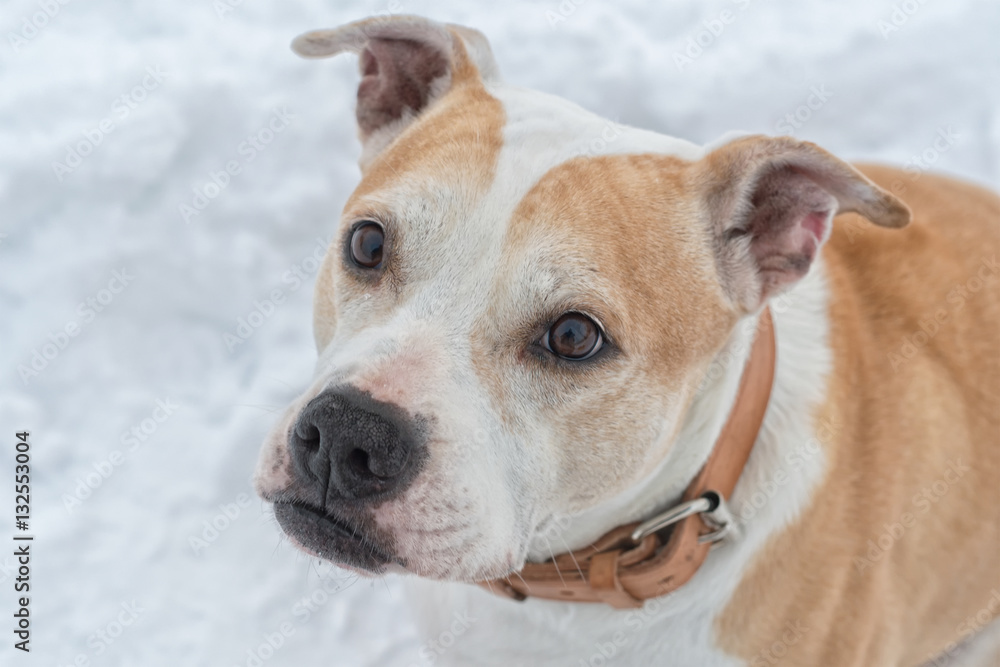 Portrait of staffordshire bull terrier on a snow