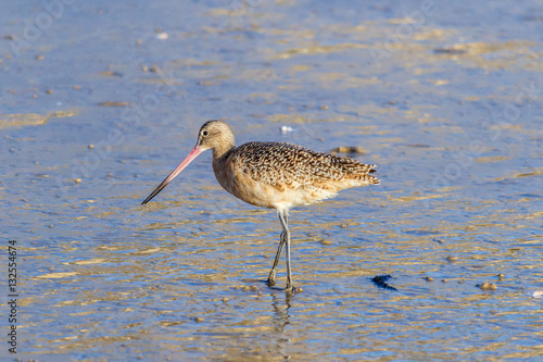Marbled Godwit on the shore at Crystal Cove State Park in Laguna Beach, California. 
 photo