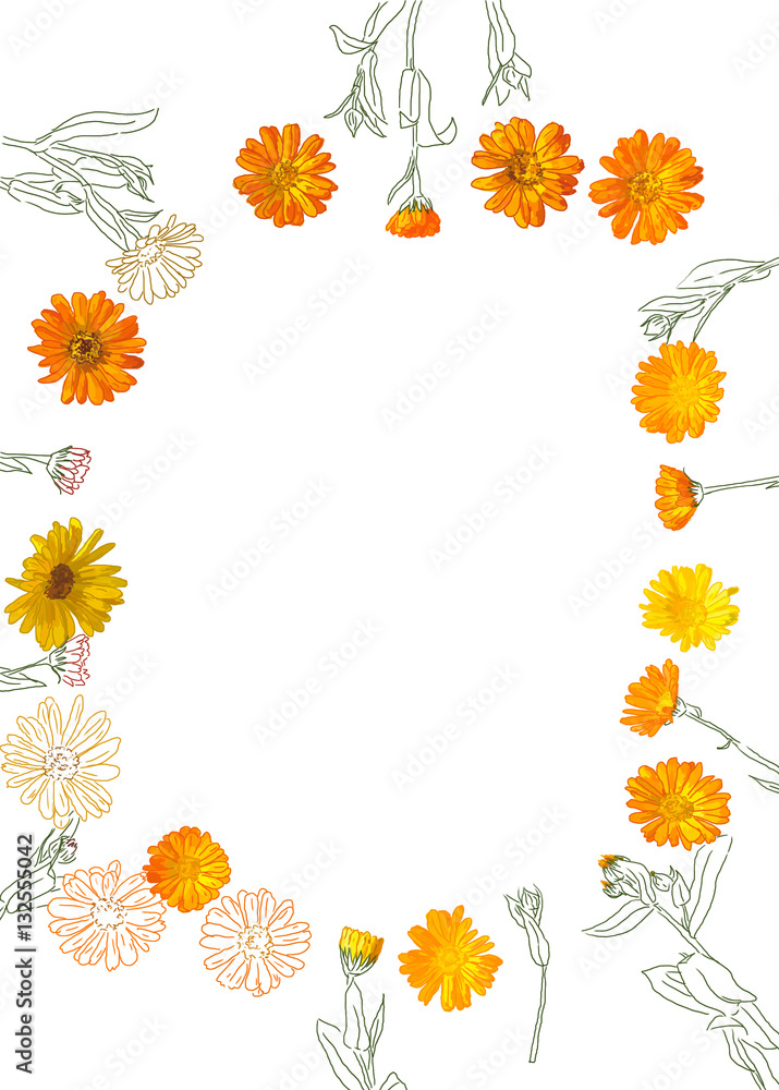 Obraz premium top view flat lay illustration of flowers herb calendula frame isolated on white background