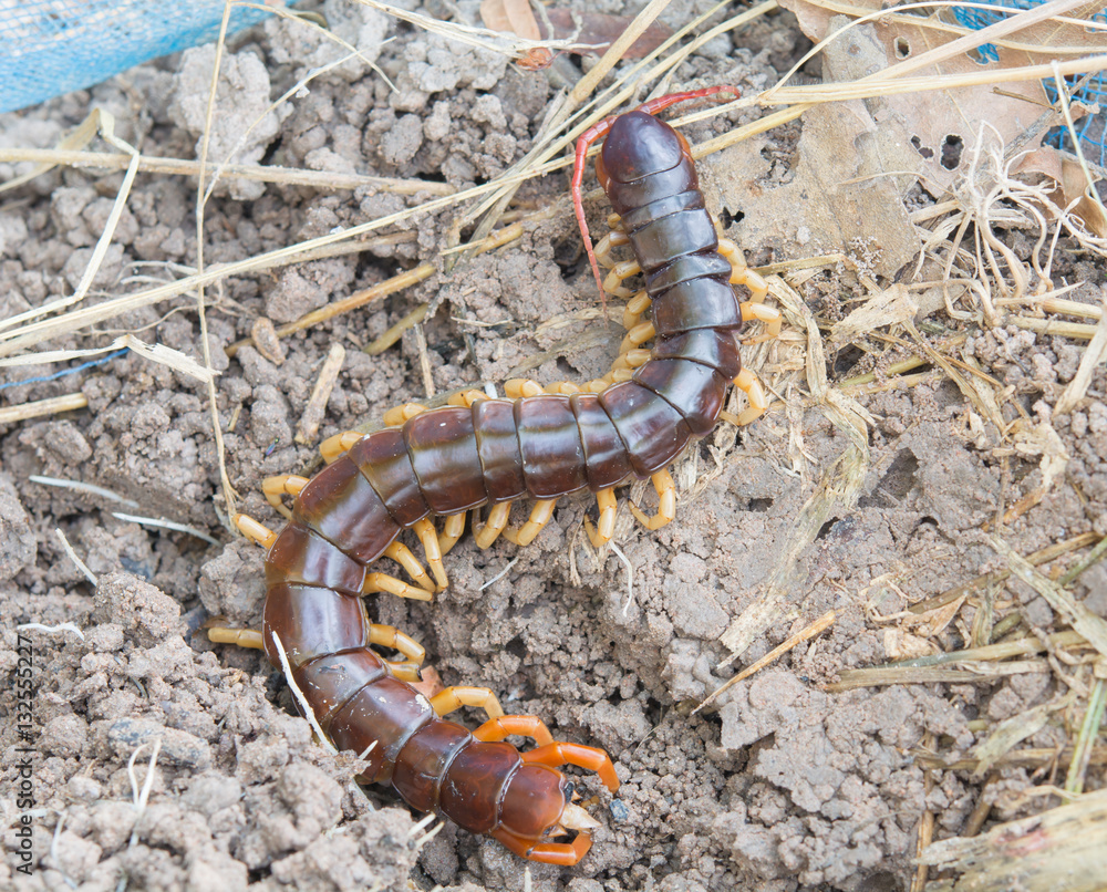 Centipede on ground Centipede on ground