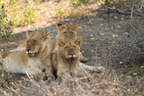 Lion pack relaxing in shade
