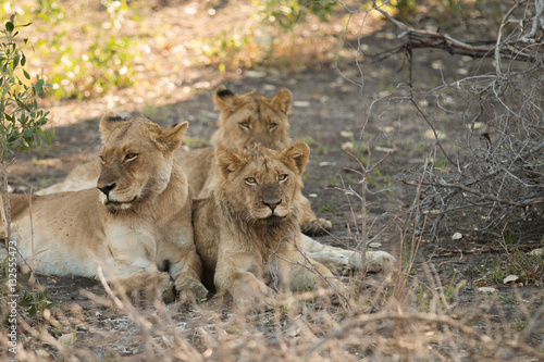 Lion pack relaxing in shade