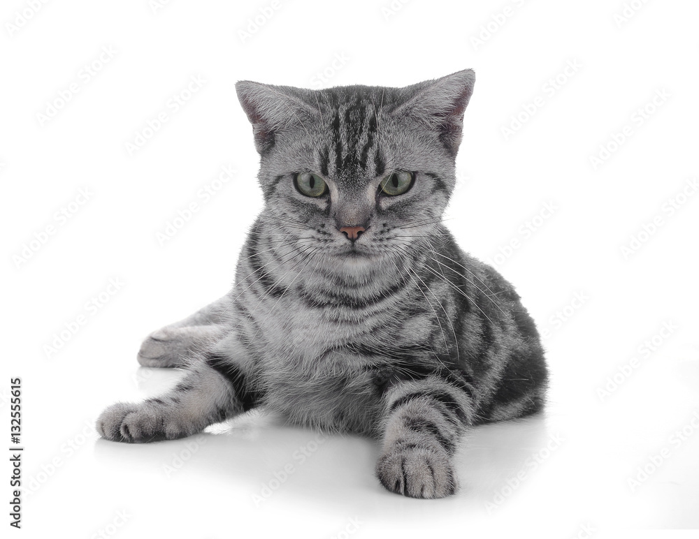 Obraz premium cat on white background.