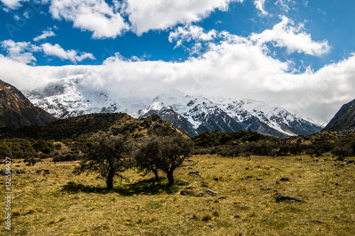 Two trees inside Mount Cook National Park, New Zealand