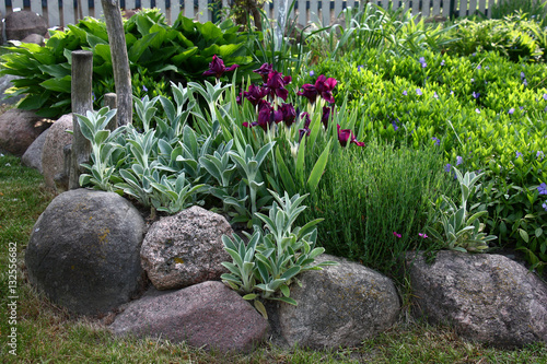 Flower bed with irises and vinca./The flower bed with blossoming irises and vinca is limited by the big stones.