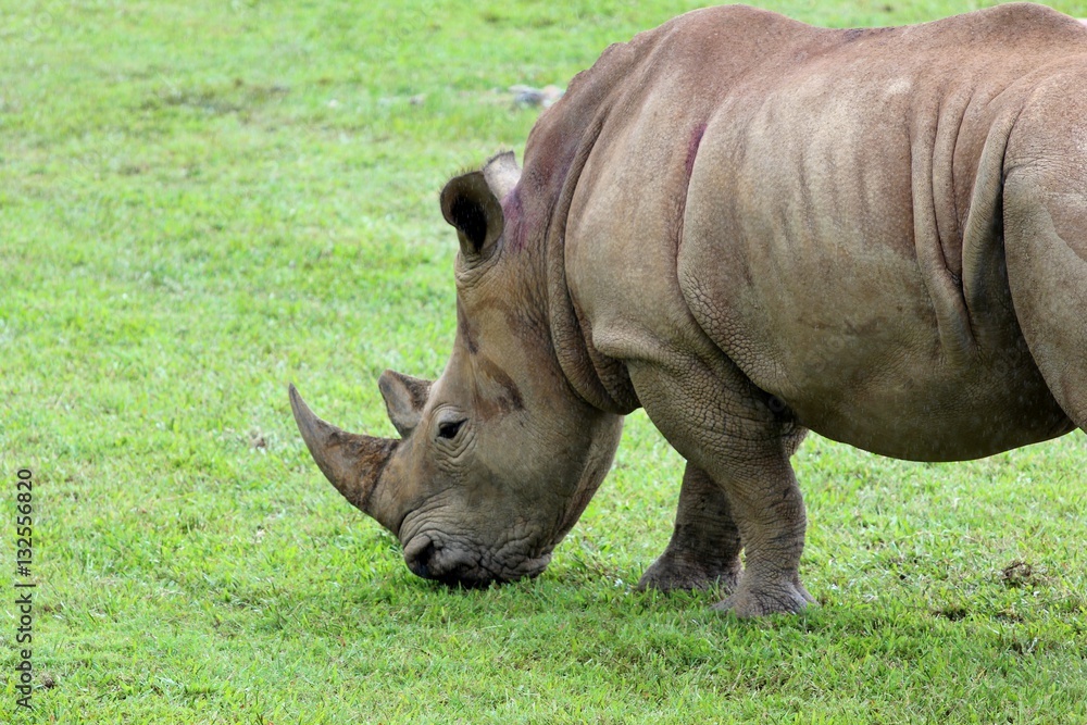 Obraz premium Rhinocéros