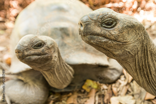 Giant Aldabra tortoise on an island in Seychelles. © Kertu