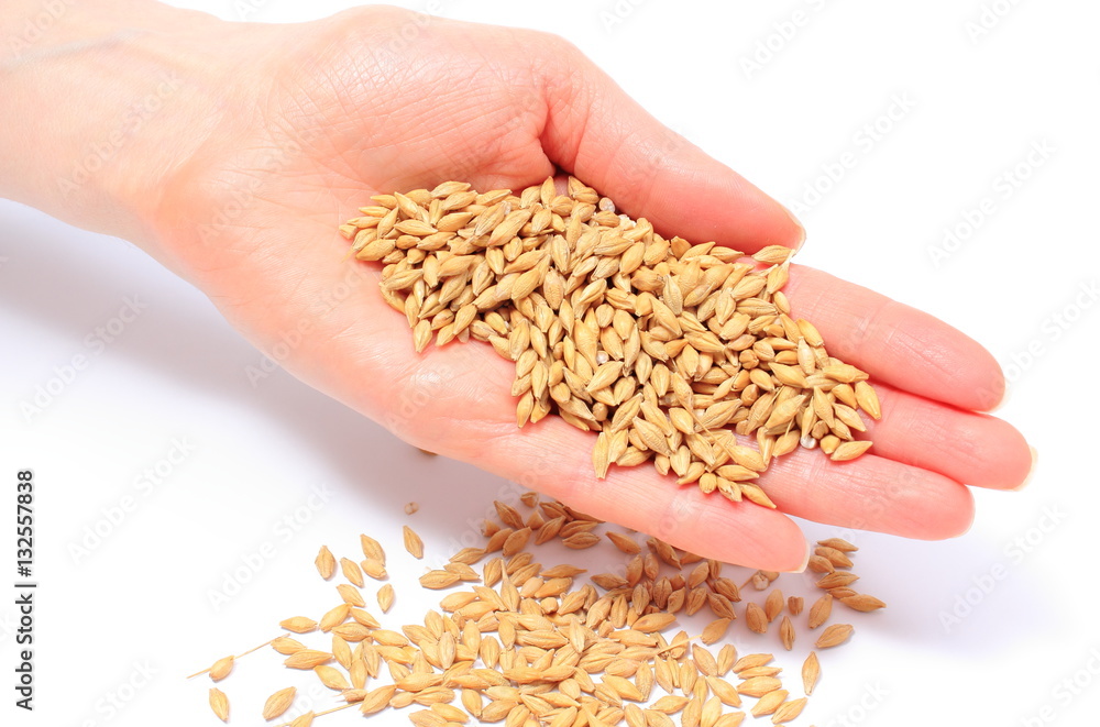 Barley grain in hand of woman. White background Barley grain in hand of woman. White background