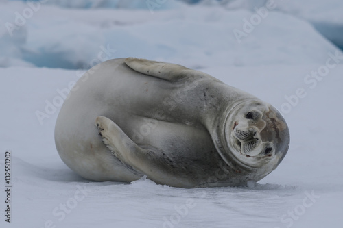 Crabeatre Seal laying on the ice