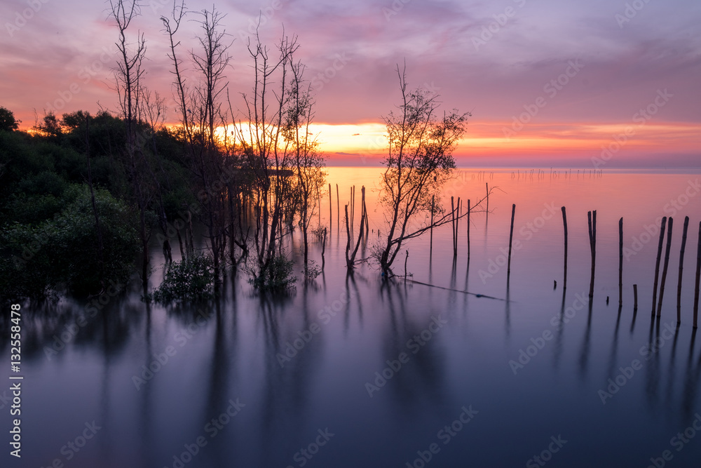 Obraz premium mangrove forest in sunrise at Bangpu, Thailand