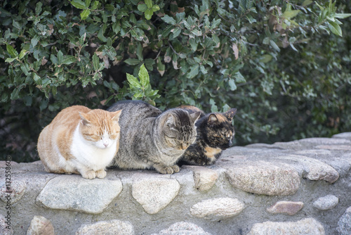 Photography wild cats of tonal difference