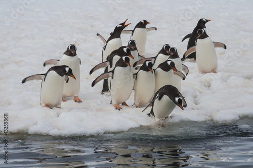 Gentoo Penguins on the ice