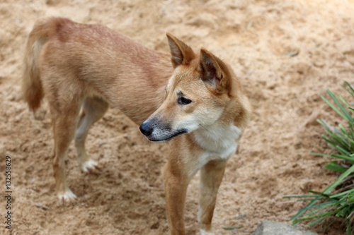 Dingo, Queensland, Australie 
