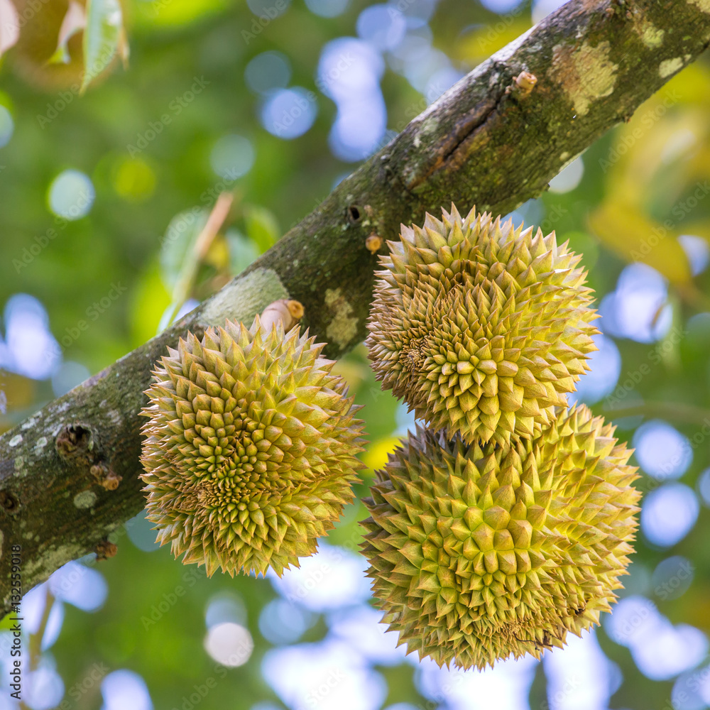 Fresh durians, the king of fruit on the tree in Borneo, Malaysia Fresh durians, the king of fruit on the tree in Borneo, Malaysia