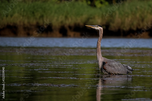 Great Blue Heron photo