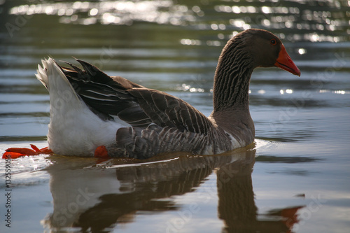 Scappoose Goose