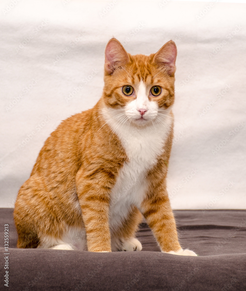 Obraz premium red & white cat 
