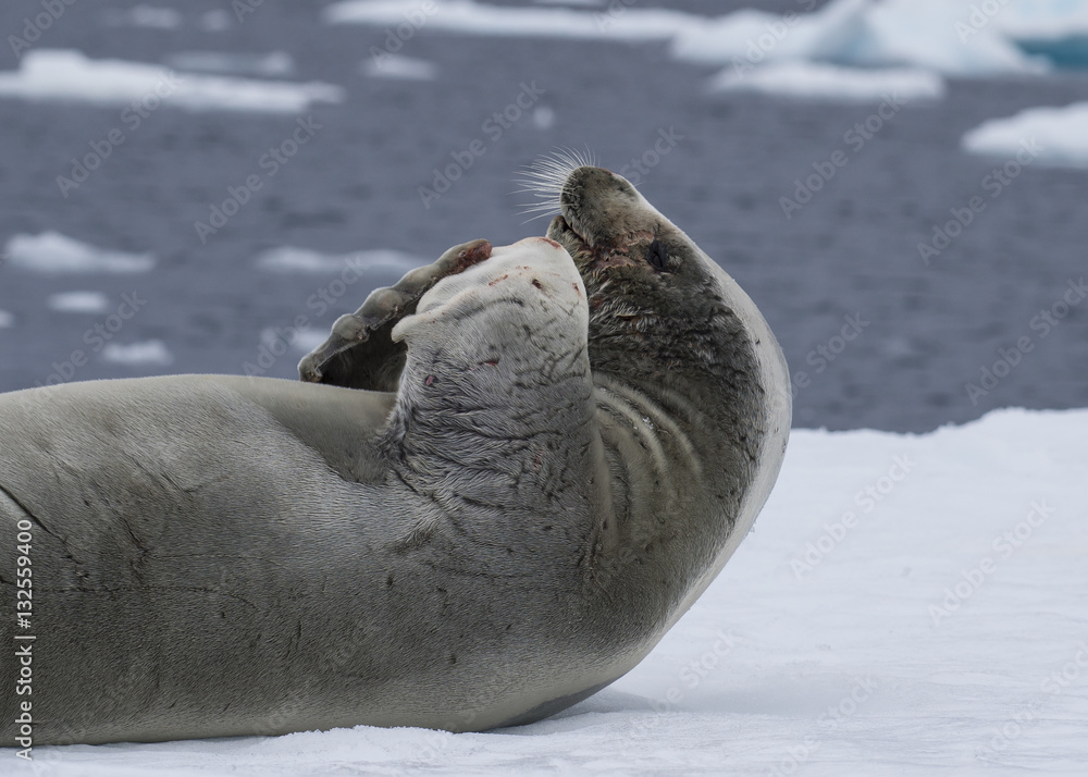 Fototapeta premium Crabeatre Seal laying on the ice